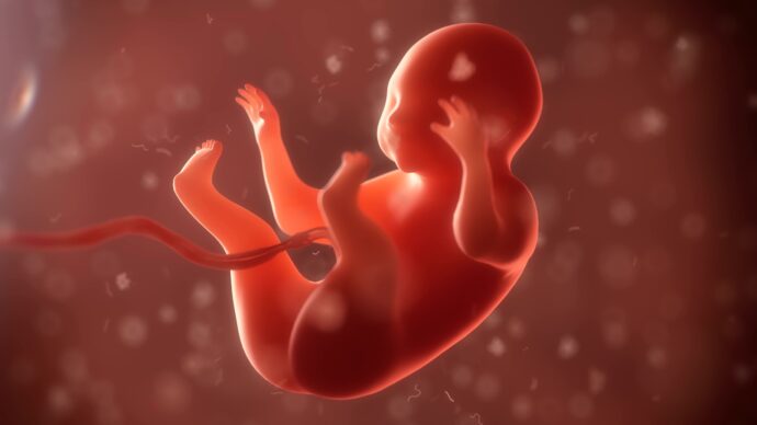 Schwangerschaftskalender