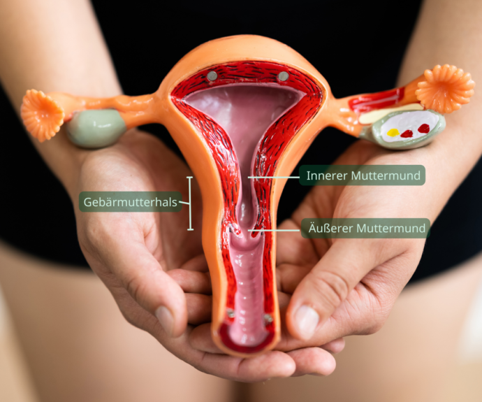 muttermund ertasten schwangerschaft, frühschwangerschaft, zyklus, nfp, fruchtbare tage, muttermund tasten, frau hält uterusmodell
